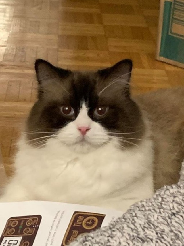 Gato que faz cocô grande e fedido é exposto na internet