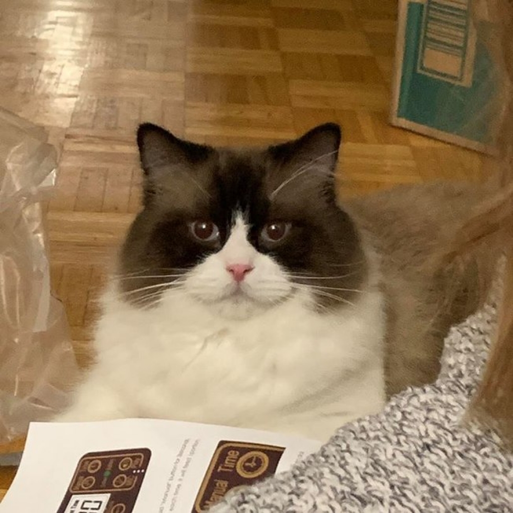 Gato que faz cocô grande e fedido é exposto na internet Gato que faz cocô grande e fedido é exposto na internet