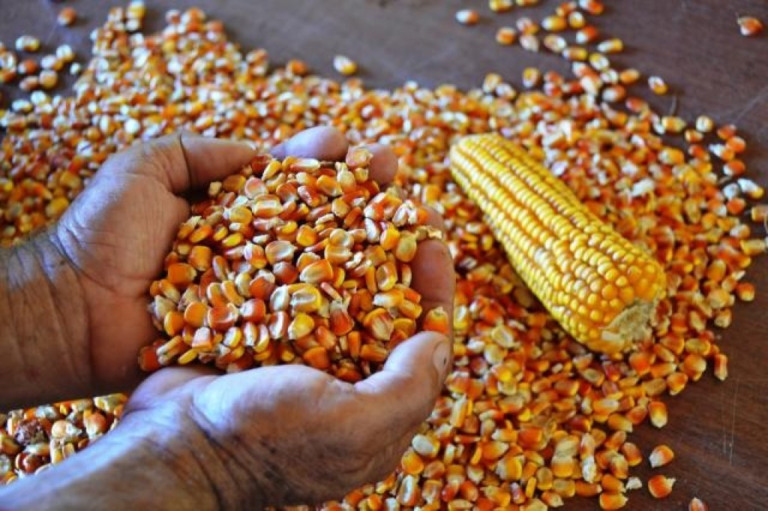 Aquisição de milho para formação de estoques públicos – Foto: Embrapa Agrobiologia