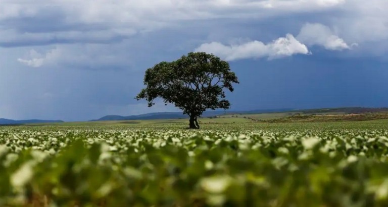 Mercado agrícola inicia 2024 com otimismo, apesar dos desafios climáticos