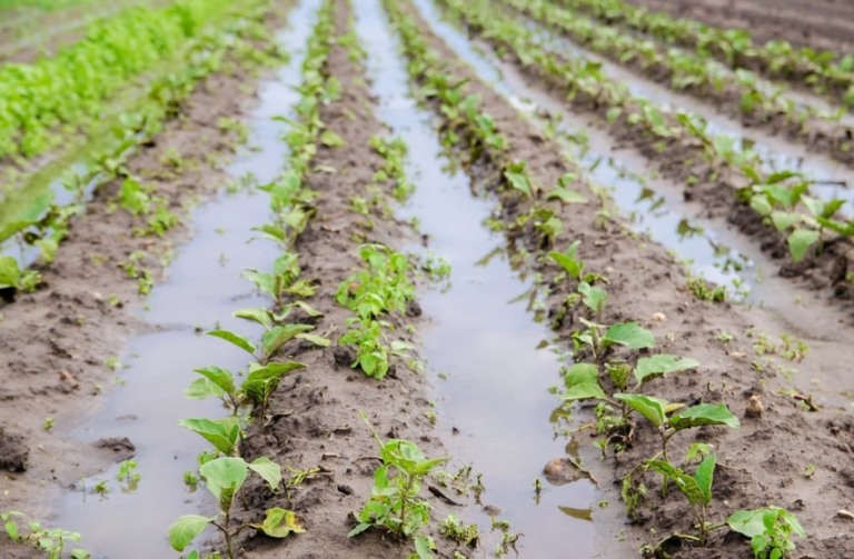 Mapa atualizou o Zoneamento Agrícola de Riscos Climáticos para reduzir perdas