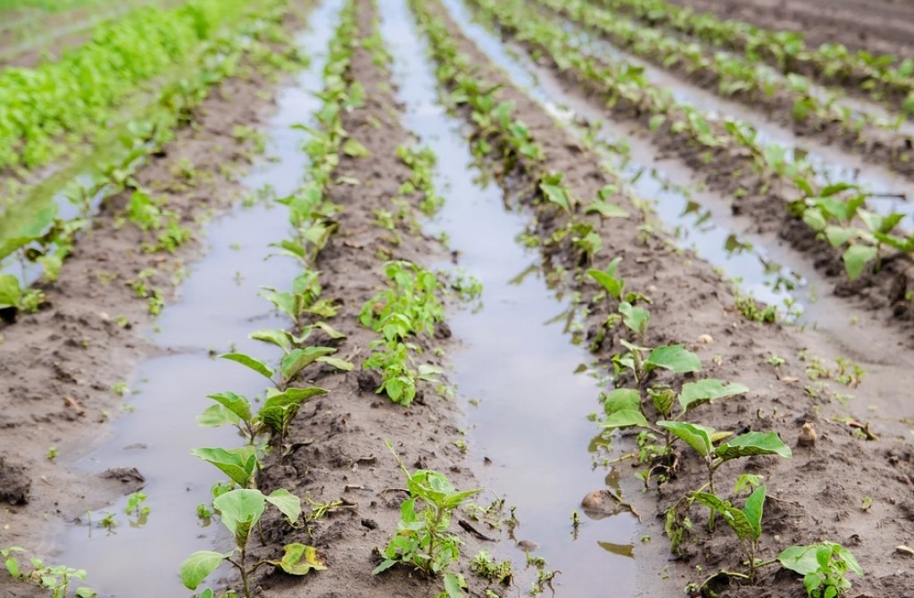 Mapa atualizou o Zoneamento Agrícola de Riscos Climáticos para reduzir perdas
