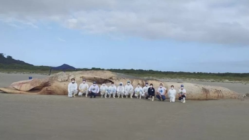 PR: baleia de 20 metros e de espécie ameaçada é encontrada morta na Ilha do Mel