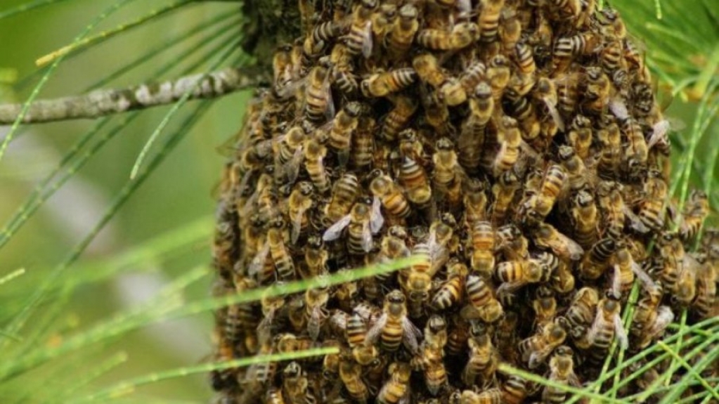 Homem morre após ser atacado por enxame de abelhas ao tentar salvar cão no DF Homem morre após ser atacado por enxame de abelhas ao tentar salvar cão no DF