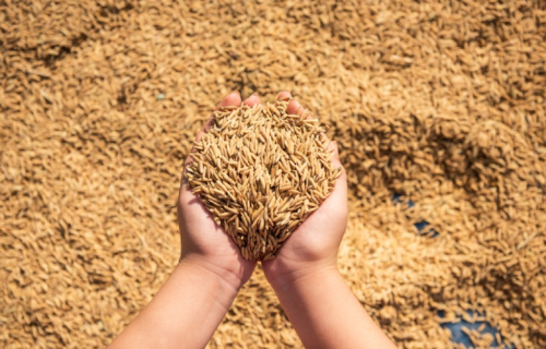 Brasil já exportou mais de 1 milhão de toneladas de arroz em 2023