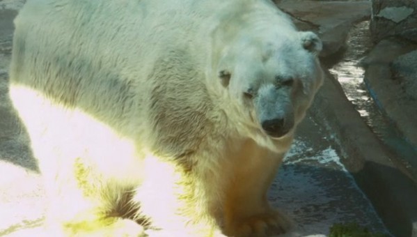 Morre em cativeiro o “urso mais triste do mundo”