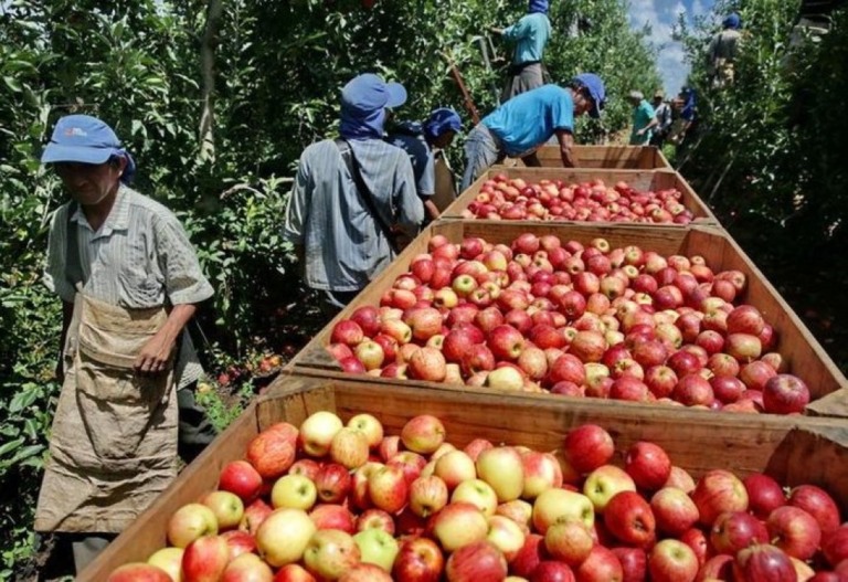 Safra nacional da maçã começa sábado. Santa Catarina espera colher 1 milhão de toneladas