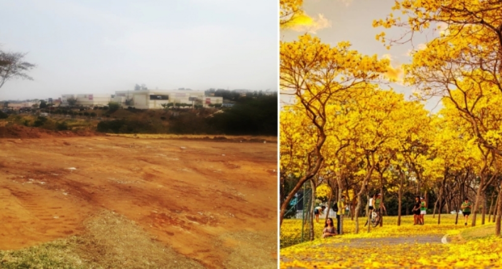 Marília prepara bosque de Ipês Amarelos na zona norte; moradores ajudam Marília prepara bosque de Ipês Amarelos na zona norte; moradores ajudam