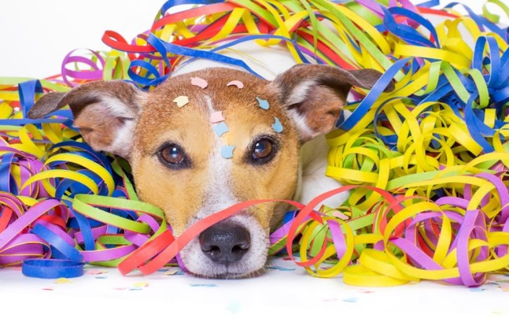 Glitter, espuma e outros itens carnavalescos tóxicos para animais