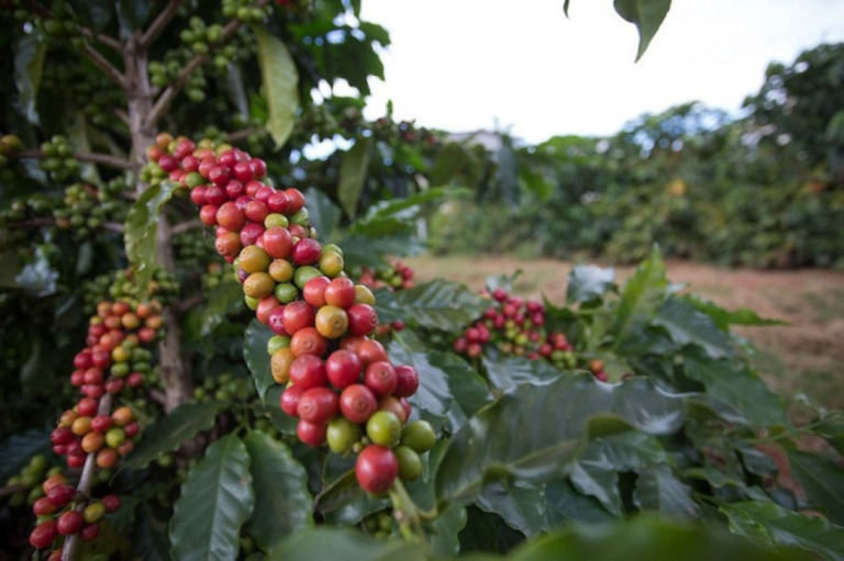 O arábica de Minas Gerais impulsionou as negociações de café em outubro