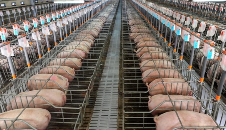 Brasil tem o menor custo de produção de carne suína do mundo