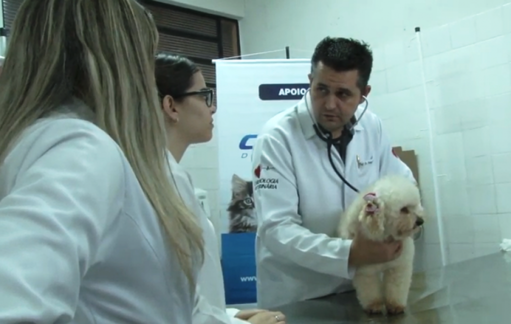 Onda de frio ameaça pets; veja cuidados para proteger seu animal