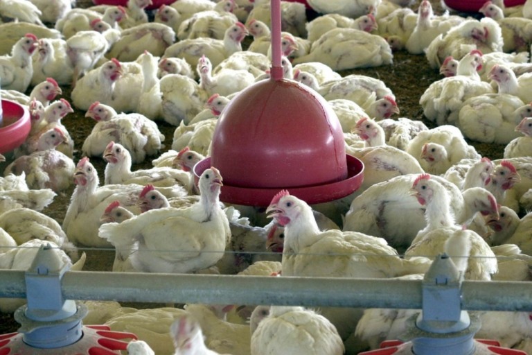 Sadia e Perdigão recolhem 164 ton de frango por risco com salmonella