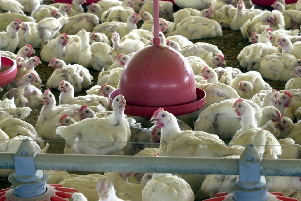 Sadia e Perdigão recolhem 164 ton de frango por risco com salmonella