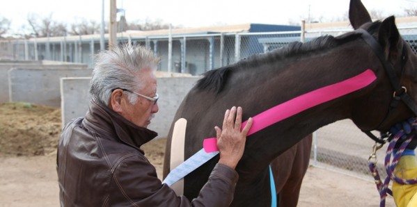 Aplicação terapêutica da Kinesio Taping em equinos