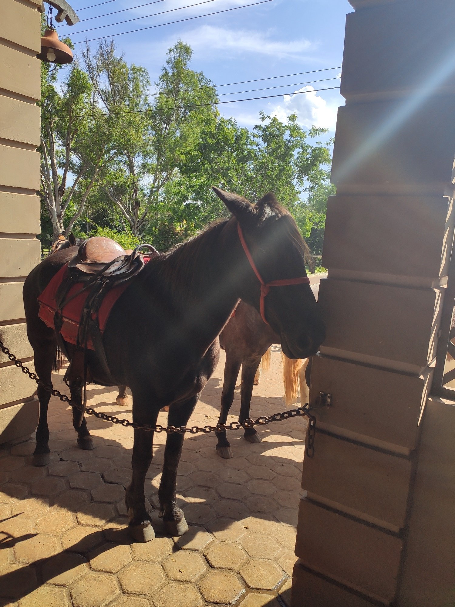 Com agendamento prévio, os hóspedes podem fazer passeios a cavalo. Foto: Renan Tafarel/Portal iG - 09/11/2022