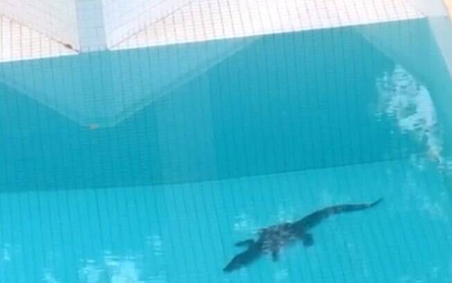 jacaré em piscina