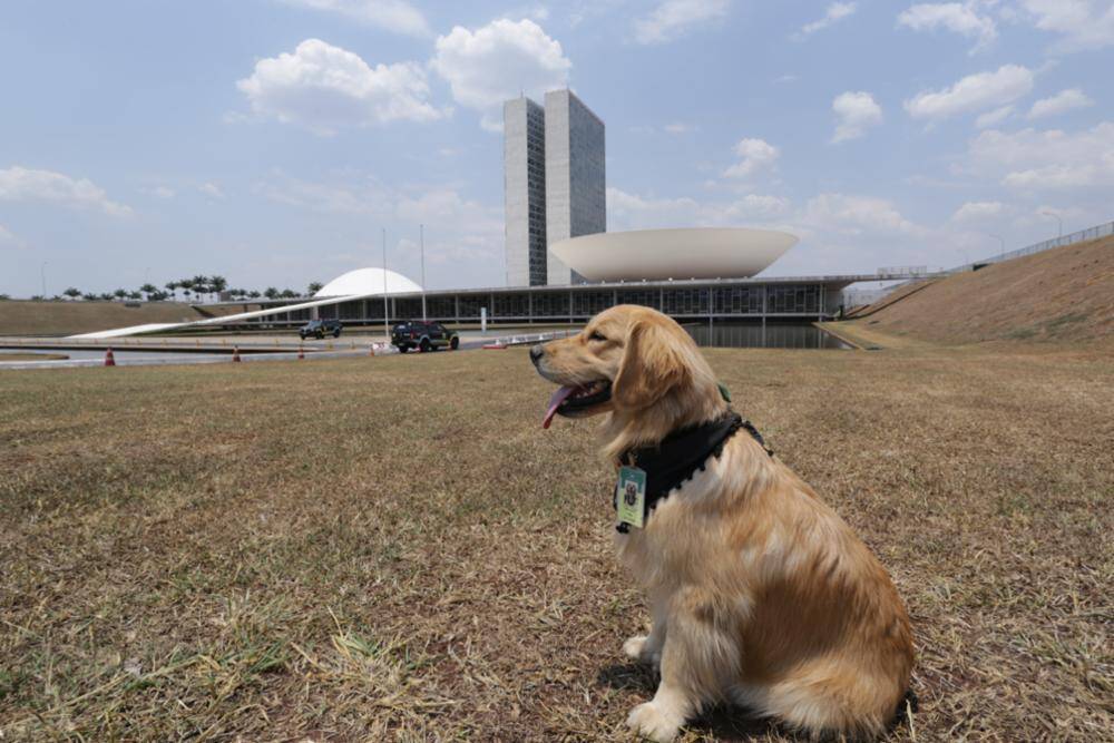 Golden Retriever faz a segurança na Câmara das Deputados. Foto: Michel Jesus/Câmara dos Deputados