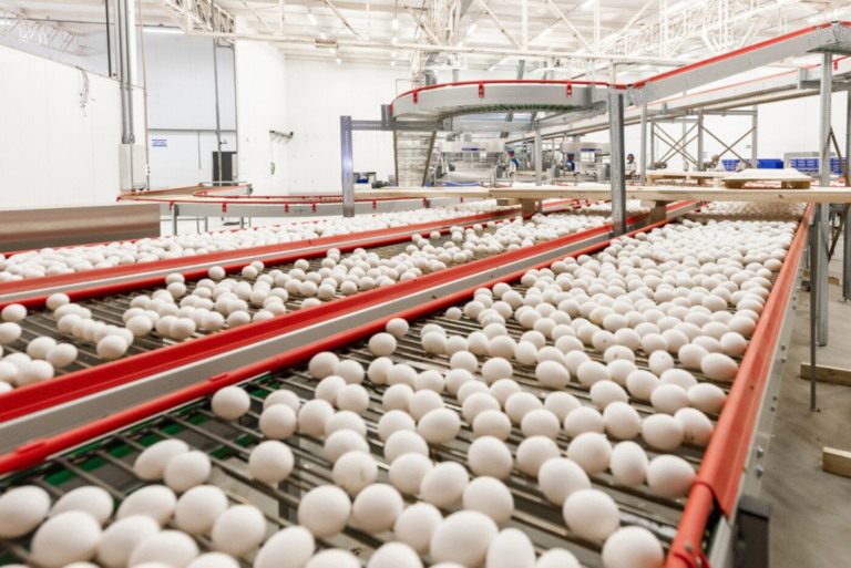 Brasil deve produzir cerca de 52,55 bilhões de ovos em 2023