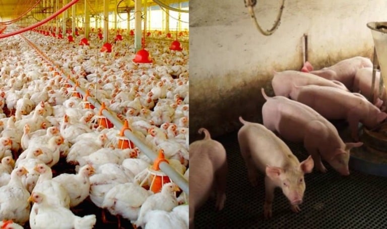 Embrapa disponibiliza dados sobre avicultura e suinocultura no Brasil