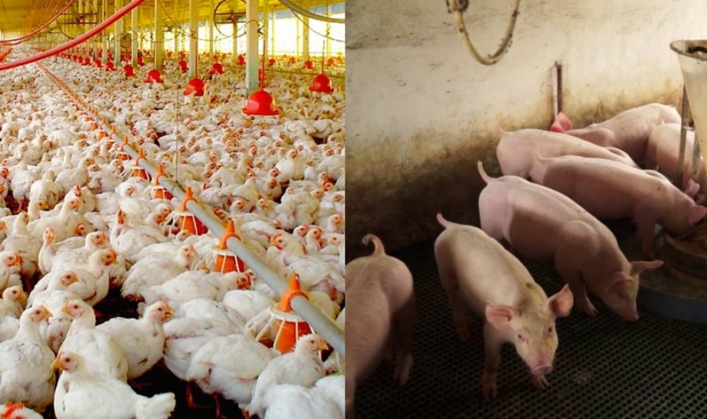 Embrapa disponibiliza dados sobre avicultura e suinocultura no Brasil