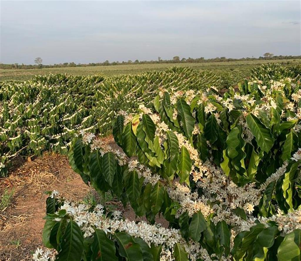 Ministério registra Café da Região de Garça e dá novo incentivo a produtores Ministério registra Café da Região de Garça e dá novo incentivo a produtores