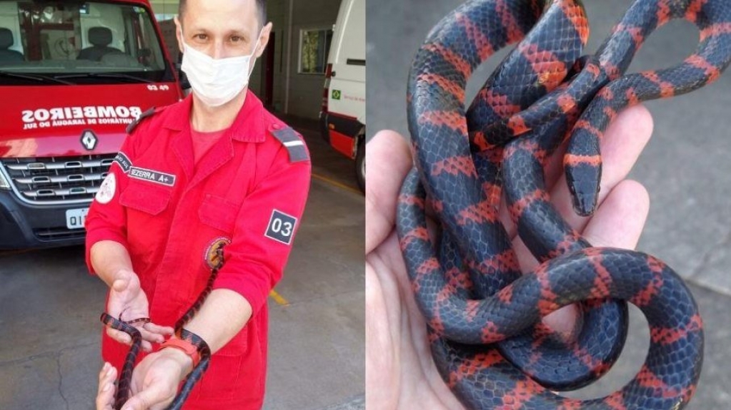 SC: Bombeiros resgatam cobra que acordou casal ao subir em seus pés