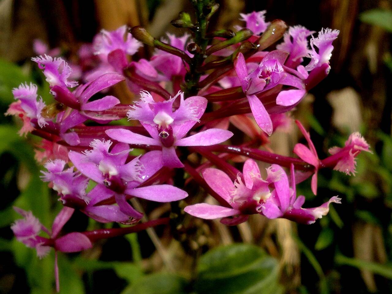 As orquídeas nascem em meio à floresta amazônica. Foto: Pixabay