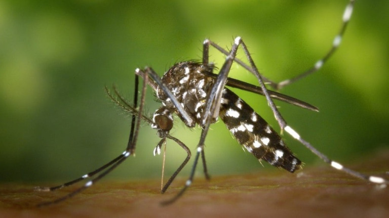 Ministério da Saúde estuda incluir nova vacina contra a dengue no SUS