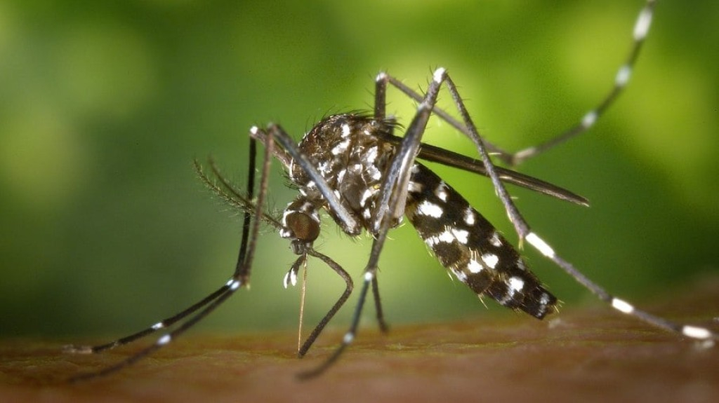 Ministério da Saúde estuda incluir nova vacina contra a dengue no SUS