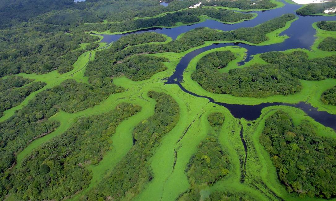 Parque Nacional Anavilhanas, no Amazonas. Foto: Lincoln Barbosa / Wikipedia / Creative Commons