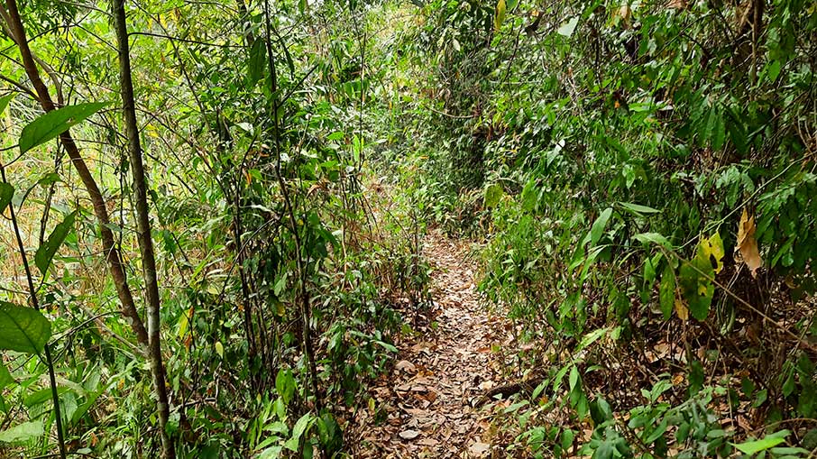 Trilha para a cachoeira Santa Maria, em Brotas. Foto: Felipe Carvalho/iG