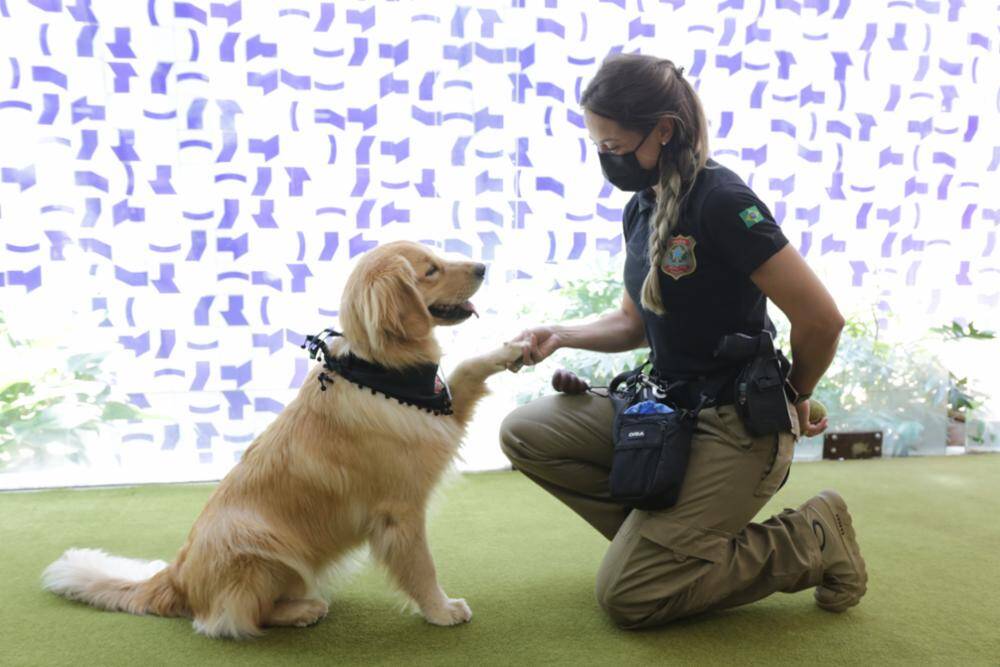Golden Retriever faz a segurança na Câmara das Deputados. Foto: Michel Jesus/Câmara dos Deputados