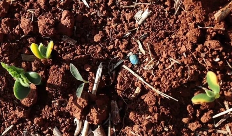 Falta de chuva leva produtores baianos a replantar a safra de soja