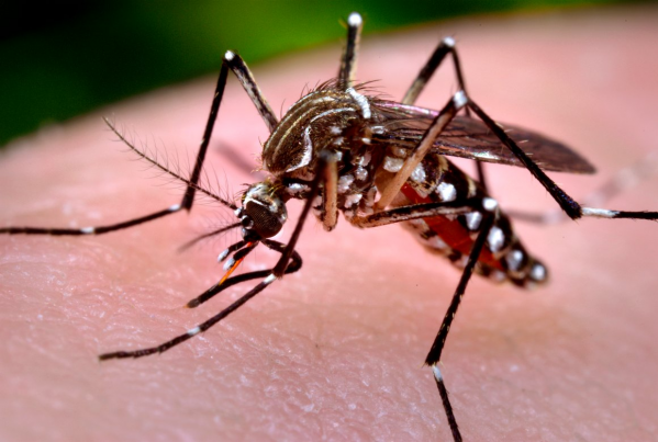 Aedes aegypti, mosquito transmissor da dengue