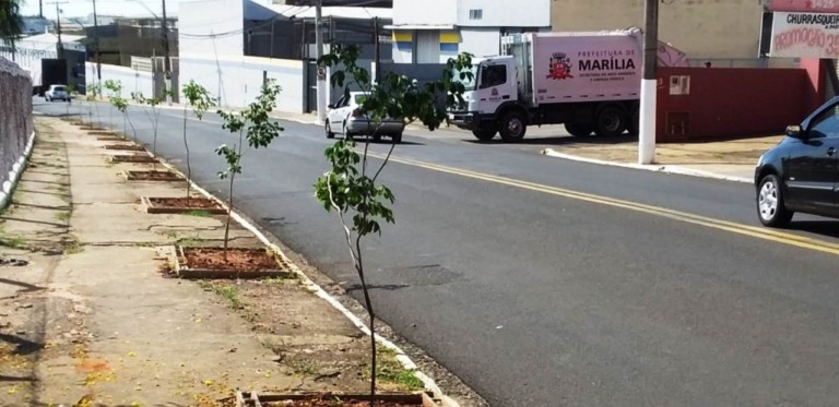 Marília inicia arborização em avenidas para atender metas do programa Verde Azul