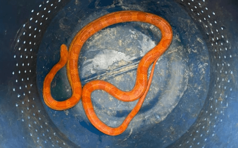 Criador recebe cobra exótica encontrada em Marília; veterinária aponta risco ambiental