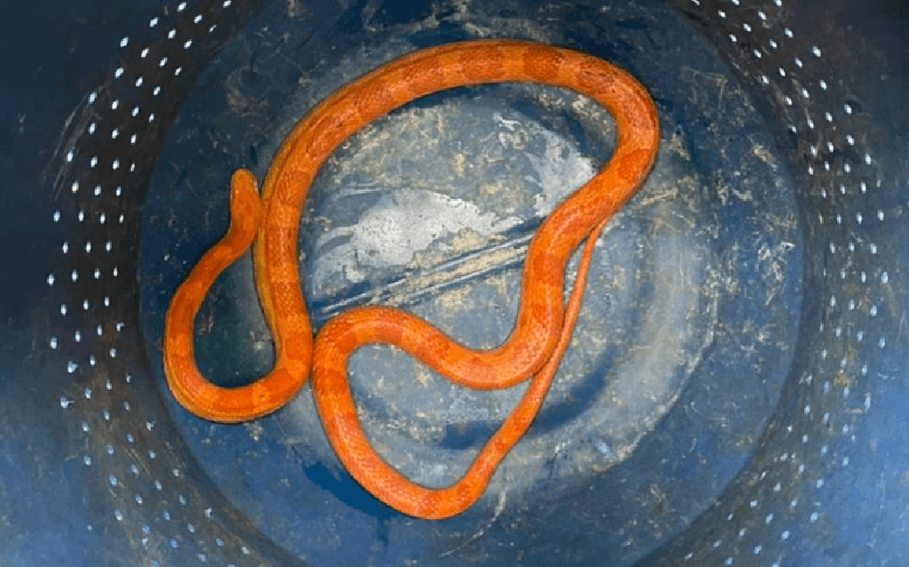 Criador recebe cobra exótica encontrada em Marília; veterinária aponta risco ambiental Criador recebe cobra exótica encontrada em Marília; veterinária aponta risco ambiental