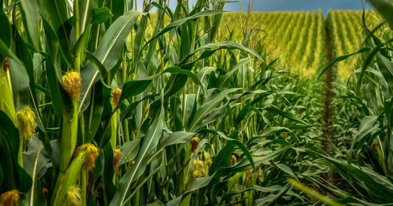 Centro-Oeste brasileiro produz mais milho do que toda a União Europeia