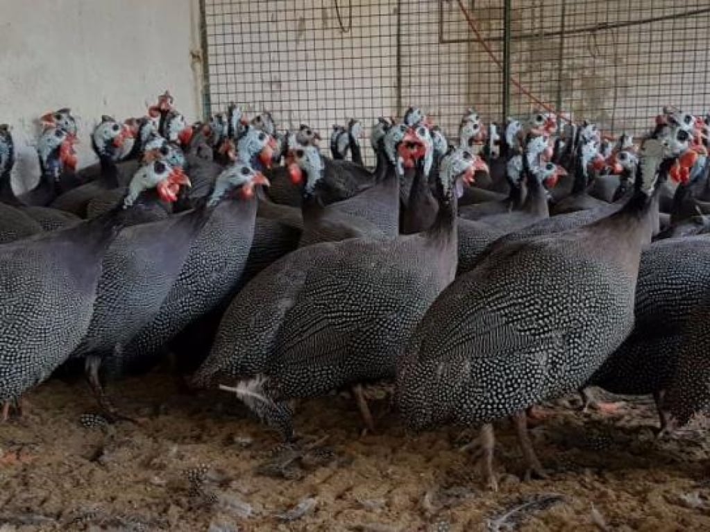 Alerta de escorpiões suspende aulas, esgota veneno e incentiva galinhas em Araçatuba