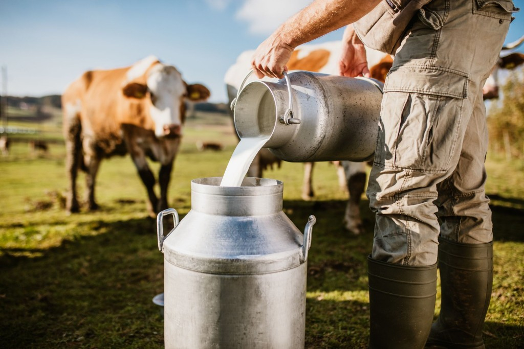 Ministério da Agricultura anuncia medidas para ajudar produtores de leite Ministério da Agricultura anuncia medidas para ajudar produtores de leite