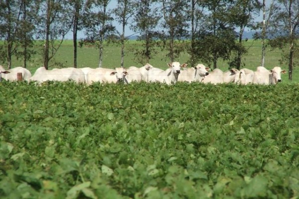 Poucas movimentações nos mercados de soja e boi gordo nesse início de 2024