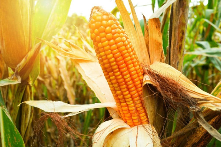 Embrapa cria milho resistente a lagartas e herbicidas que pode aumentar a produtividade