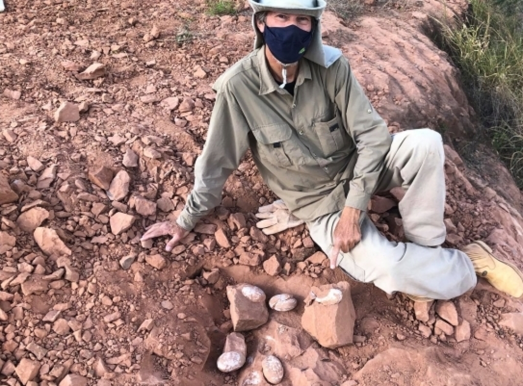 Coordenador de museu em Marília acha ninhada de ovos de dinossauros em Prudente