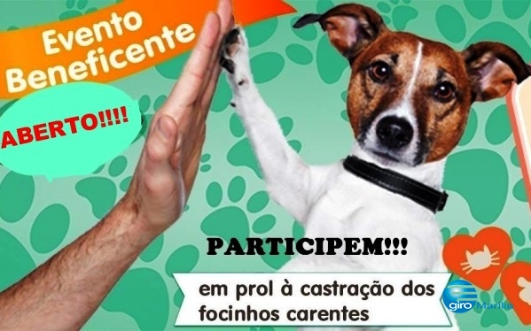 Brechó e pedágio vão ajudar animais; veja como fazer doações