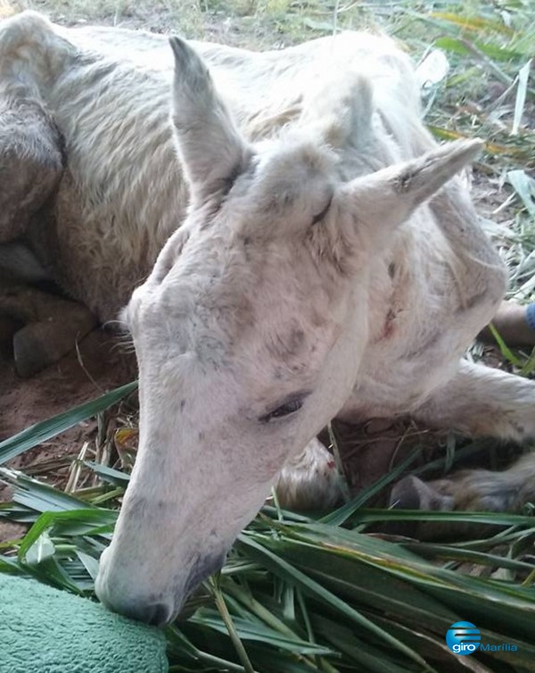 PACHECO - Cavalo resgatado por ONG morre e vira símbolo contra maus-tratos