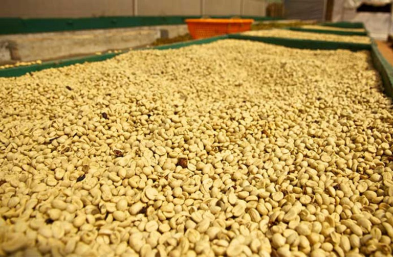 Produção brasileira de amendoim cresceu 60% nos últimos 3 anos