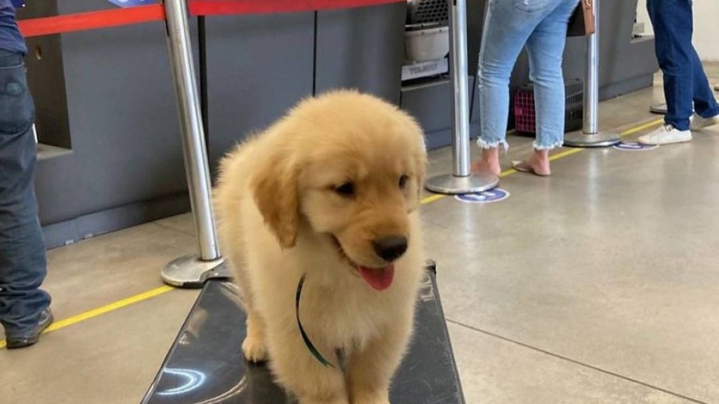 Cão morre após fazer ponte aérea Rio-SP e dona acusa companhia por maus-tratos