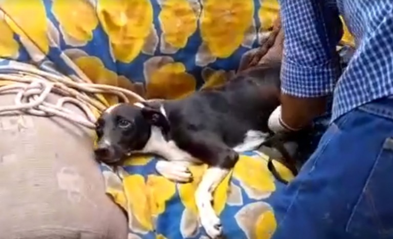 Sicoe e bombeiros resgatam cachorra Sasha; veterinário diz que ela passa bem