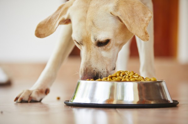 Cuidados necessários com a alimentação do seu amigo